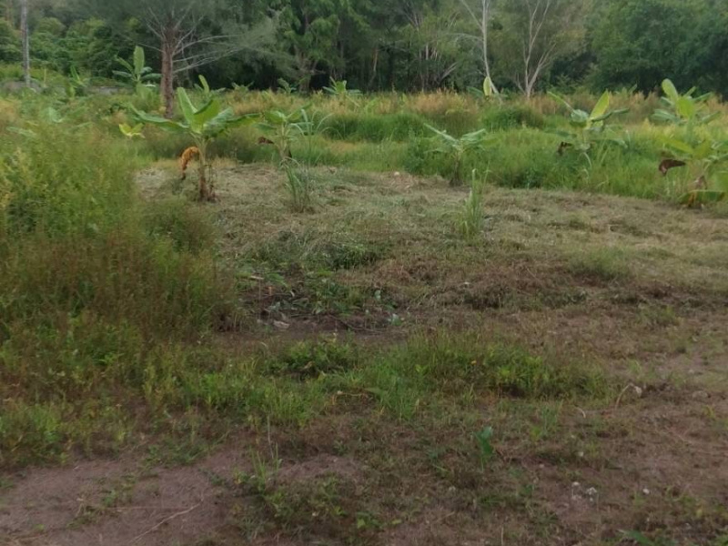 Sakhu, Thalang, Phuket, ,土地,买,1061